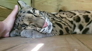 7.6K views · 641 reactions | Not much is known about the elusive Clouded Leopard species in the wild, but what we do know about them has mostly been studied in captivity. Many are conflicted on whether this species has the ability to pur. What do you think? Is Lura purring or snoring in this video? Volume up | Panther Ridge Conservation Center | Facebook