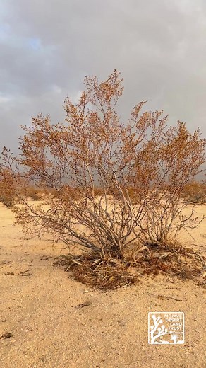 Breathe in. Close your eyes. That earthy aroma wafting from the desert valleys when it rains – that’s largely the smell of creosote bush, Larrea tridentata. This highly aromatic and remarkable plant serves as our sensory guide through these monsoonal days. Creo-soaked: The smell comes from the waxy coating on the plant’s leaves, a resin used for self-defense from predators and harsh UV rays. The creosote releases these oils which then fill the rainy air. Few animals can stomach the creosote’s oi