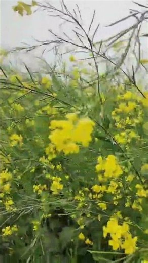 Taaron Ko Mohabbat Amber