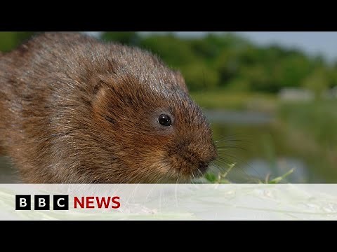 One in six species in the UK at risk of extinction - BBC News