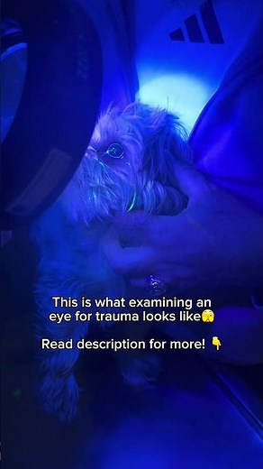 Fluorescein Test for Eye Ulcers in Dogs 👁️🐶