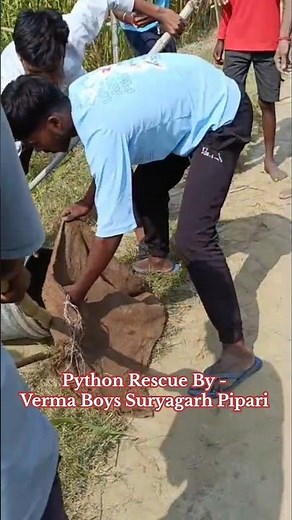 Indian Rock Python Rescue By Verma Boys Suryagarh Pipari | Ajgar Saap Rescue | #snake