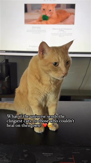 187K views · 13K reactions | The universe doesn’t send cats by mistake. ❤️ #cat #catdistributionsystem | Justin Jones | Facebook