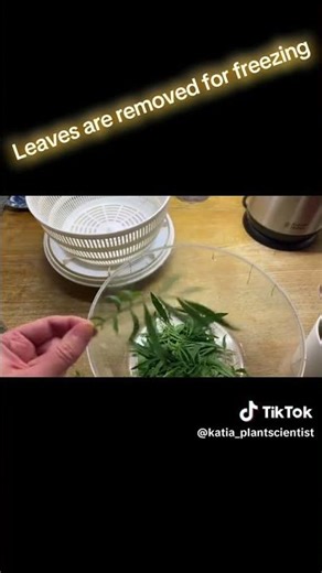 Harvesting the Huacatay Herb