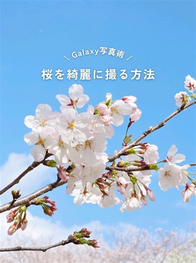Galaxyを使って 桜を綺麗を綺麗に撮る方法 갤럭시를 이용해서 벚꽃을 예쁘게 찍는 방법 #galaxy #android #galaxy便利術