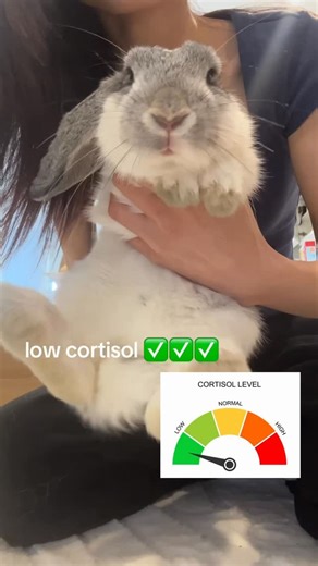 bubbles benjamin button 🫧 on Instagram: "my cortisol is so low now 🙏 #funny #babybunnies #silly #cute #rabbitsofinstagram"