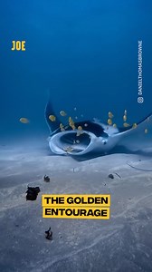 Rest easy, the small fish aren’t on its menu 😍 | Comedy JOE