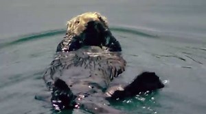 These sea otters do more than sleep while floating on their backs. Endangered sea otters protect kelp beds off the Olympic Peninsula by preying on small undersea life, which would otherwise overpopulate. | National Geographic TV