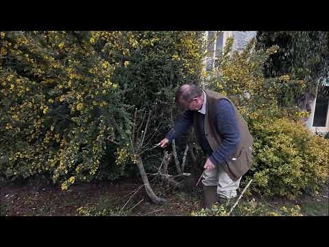 Hard pruning after first flowering of Genista 'Porlock'