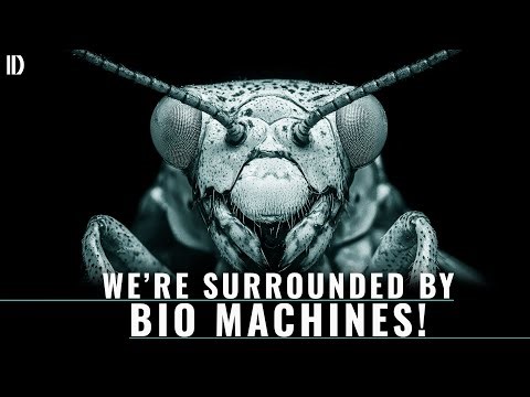 Insects' alien looks and millions year old intelligence are stunning!