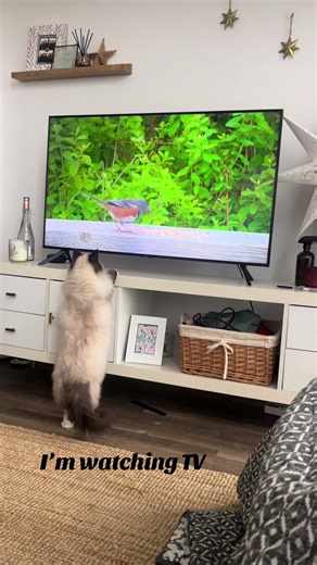 A Day in the Life of a Ragdoll Kitten