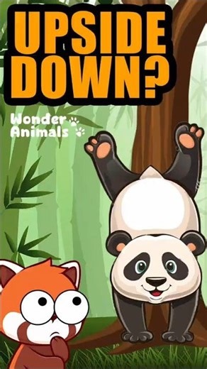 This panda behavior is absolutely ridiculous #panda #animals #facts