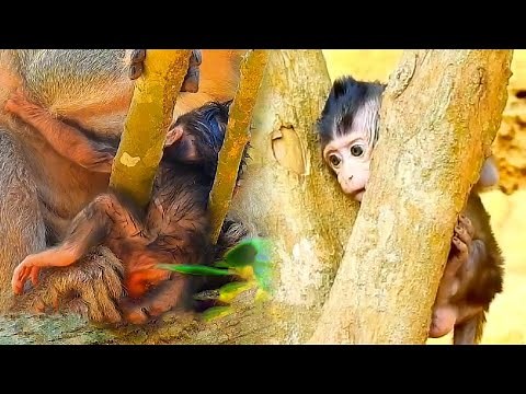The baby monkey was stuck, it cried loudly in pain but the mother monkey didn't care.