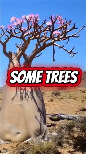 Top 3 Tallest Trees on Earth 🌲🌍