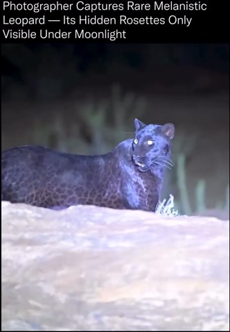 There Is 99.9% Chance You've Never Seen This Leopard Before
