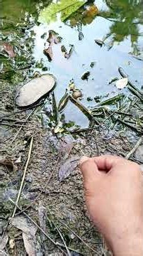 PART_1 Only four worms used as bait but caught so many eels!#Adventure#explore