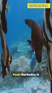 Barbados: 10 Mind-Blowing Facts in 60 Seconds! #factshorts #barbados