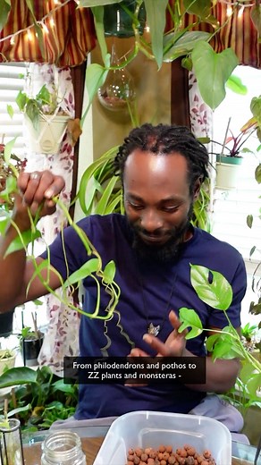85K views · 279 reactions | Plant propagation is the process of increasing the number of plants of a particular species or cultivar. Learn how to properly propagate a plant with Marcus Bridgewater (IG: @garden_marcus)! 華 #EarthMonth | Discovery | Facebook