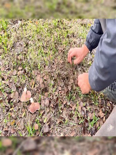 Constructing a bushcraft survival hut using wheels combined with reeds. | Raz Bushcraft