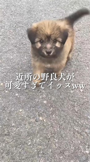 まじで可愛すぎてイッヌだわwwww