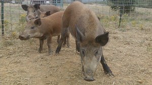 Feral hogs in Missouri: Here's everything you need to know