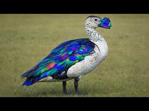 Top 20 Most Beautiful Ducks in the World