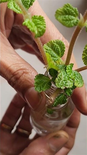 creeping charlie water propagation #youtubeshorts #shortfeed #shorts #plants #gardening