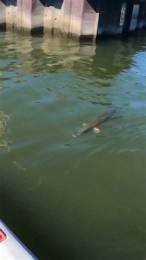 🐠 All worries disappear in the graceful swim of fish.