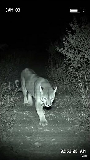 Mountain Lion Cam: Unbelievable Footage of a Mountain Lion on a Mountain Trail at Night