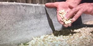 Elm seeds everywhere: Yes, more this year.