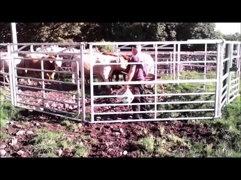 Mobile Cattle Pen RoCo EZIE Pen