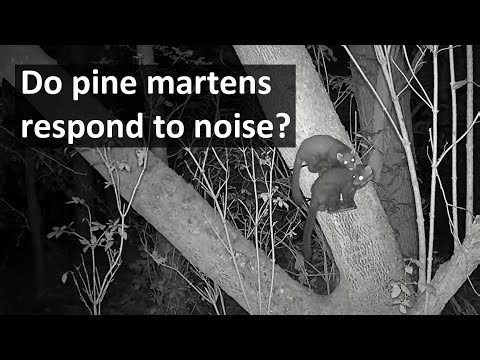 Do pine martens respond to noise? Video clips from my PhD experiment