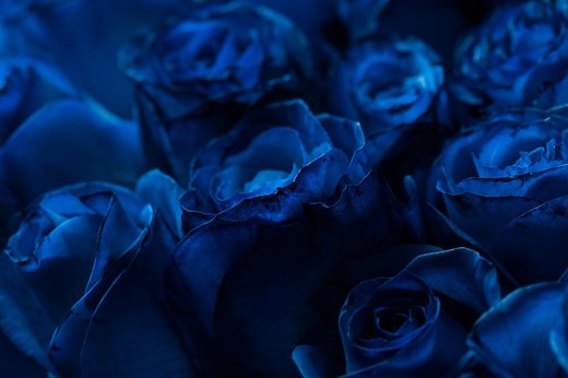 Where Can We Find A True Blue Rose?