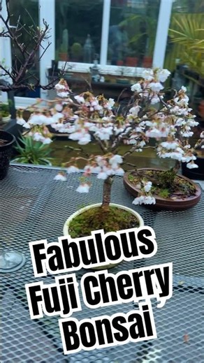 Fabulous Fuji Cherry Bonsai