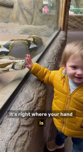 The Snake Couldn’t Reach Him… But This Moment Gave Everyone Chills