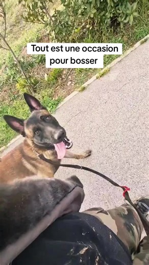 Durant notre retour nous sommes passés devant une école en pleine récréation. Une occasion parfaite pour apprendre à Venom à encore mieux gérer ses émotions et rester à l'écoute en toute circonstances. Malgré le bruit, les cris, les enfants qui courent, il reste de marbre 💪 Travail, sécurité, liberté sont 3 mousquetaires inséparables #dogsoftiktok #dogtraining #dogtok