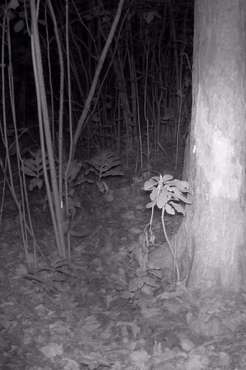 Elusive Flying Squirrel Climbing and Jumping at Night!