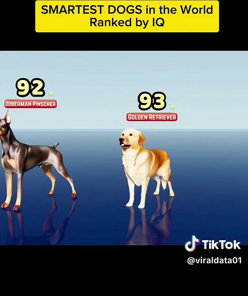 Smartest Dogs in the World Ranked by IQ