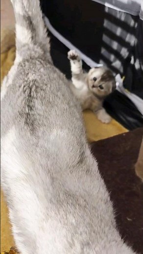 Mom, don't go! #momcat #cat #kitten #kitty #kittens #meow #meowing #catandkitten #catsmeowing