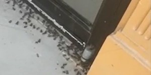 'Frogmaggedon' in Florida town after Hurricane Ian