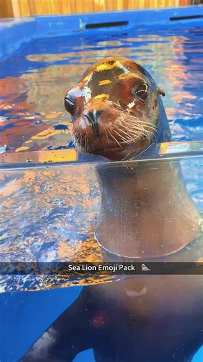 Sea lion: The seawater is a bit salty#sealion #funnsealion #dramaanimal #funnyvideos #usa🇺🇸