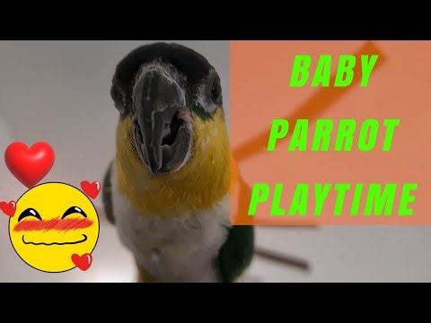 Baby Caique Playtime With a Rattling Ball 🦜💚 | Cute Parrot Bonding Moments #caique #parrot