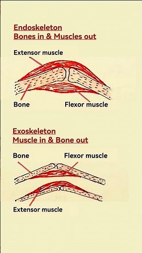 Endoskeleton vs Exoskeleton