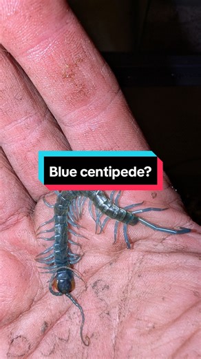 Tarantula Forrest on TikTok