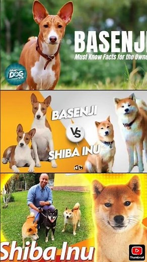Shiba Inu vs Basenji | Smartest Silent Hunters 🐕🔥 #animals #viral #shorts #dog
