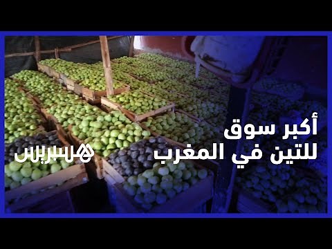 الأسعار تخضع للعرض والطلب .. أجواء اكبر سوق للتين في المغرب بمنطقة حد ولاد فرج
