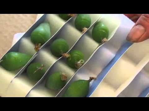 Behind the Scenes: Butterfly Pupa | California Academy of Sciences