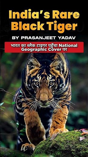 Black Tigers of Similipal | भारत के दुर्लभ ब्लैक टाइगर on National Geographic Cover|Melanistic Tiger