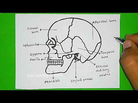 How to Draw a Skull | Human skull diagram with Parts | Drawing The SKULL - Anatomy