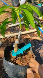 255K views · 1.6K reactions | Humic acid | GardeningFruit | Facebook